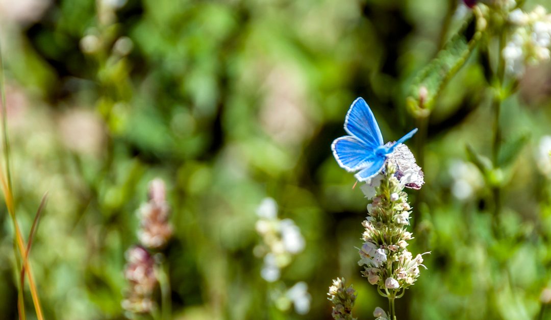 farfalla blu posata sullo stelo in un prato