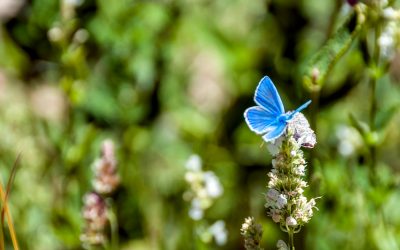 Gedea, gli obiettivi di sviluppo sostenibile e le ali di una farfalla